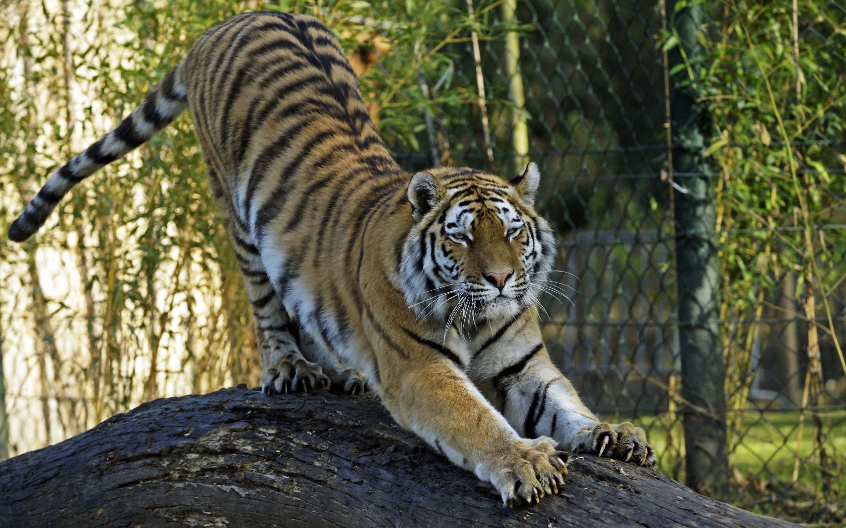 amur tiger, tiger, predator, big cat