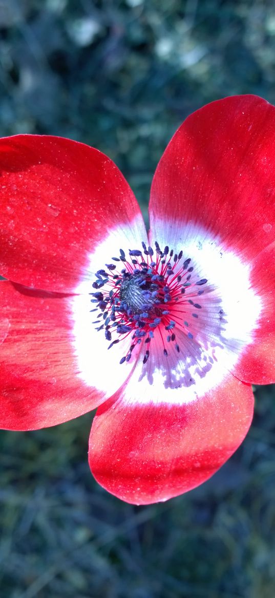 anemone, flower, petals, bud