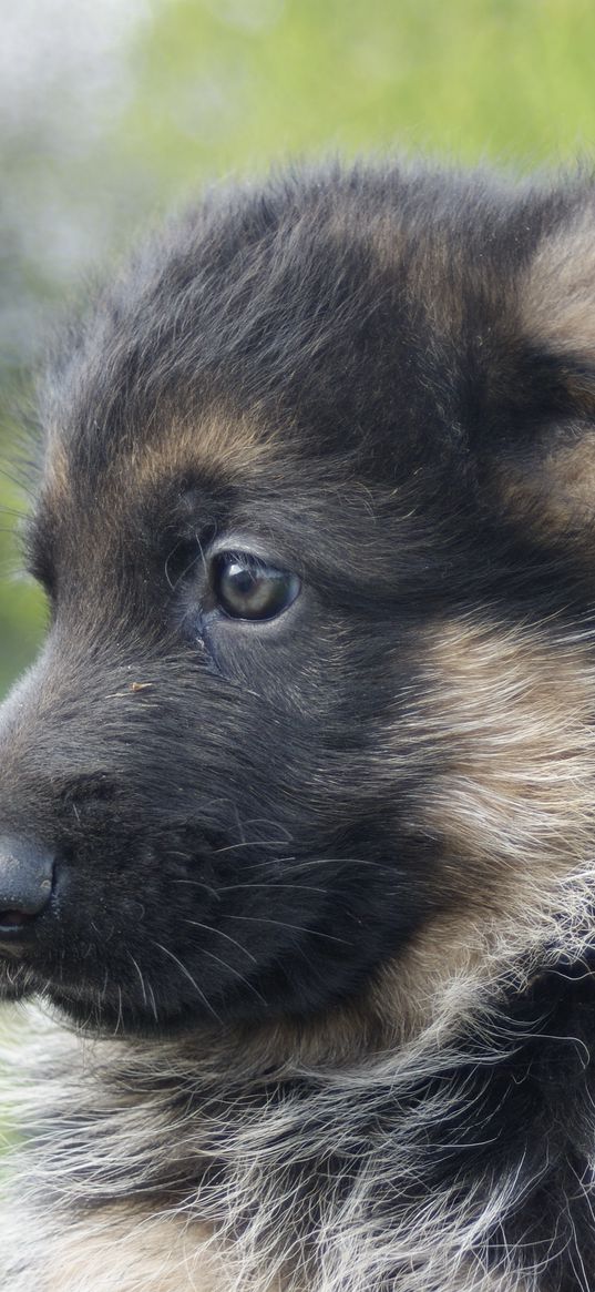 german shepherd, dog, puppy, muzzle