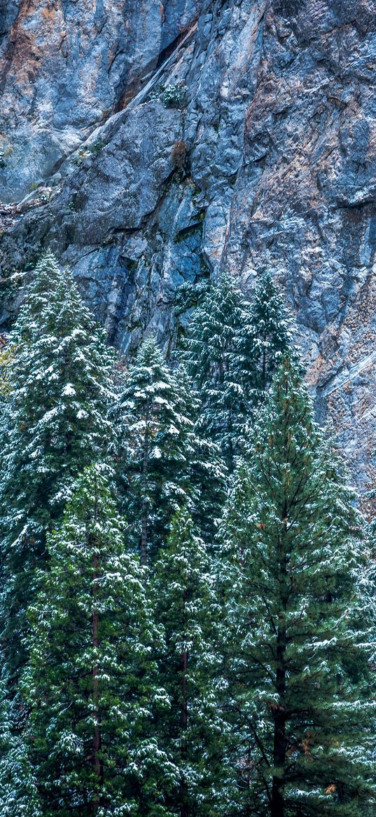 usa, california, yosemite, trees, forest