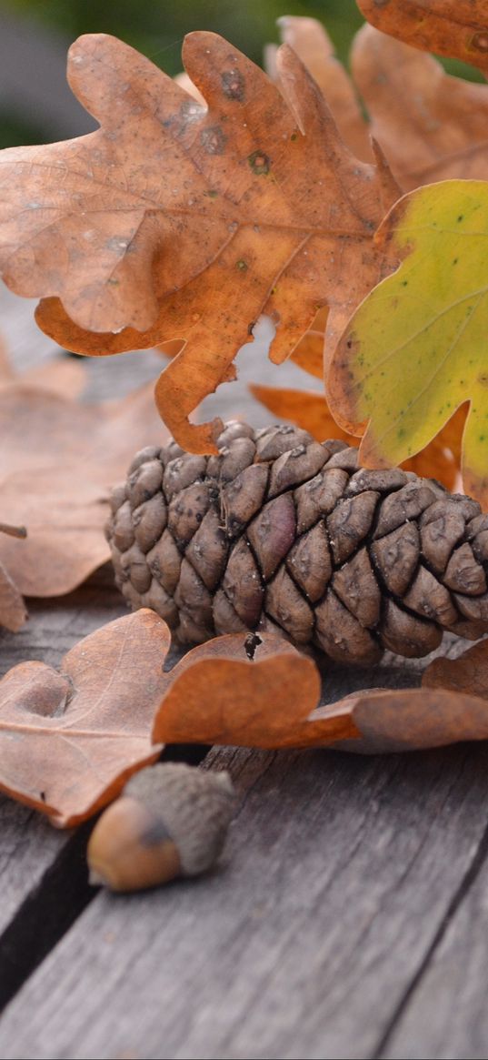 pine cone, acorn, leaves, autumn