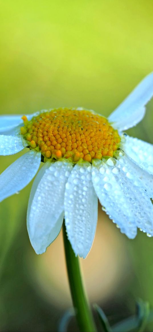 daisy, petals, drops, blur