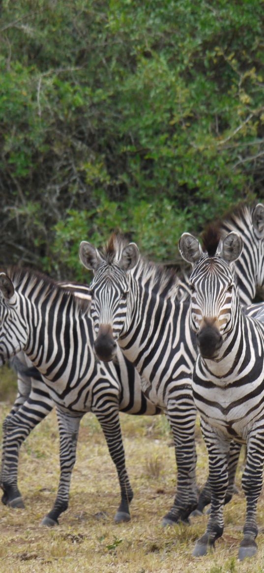 zebra, africa, walk