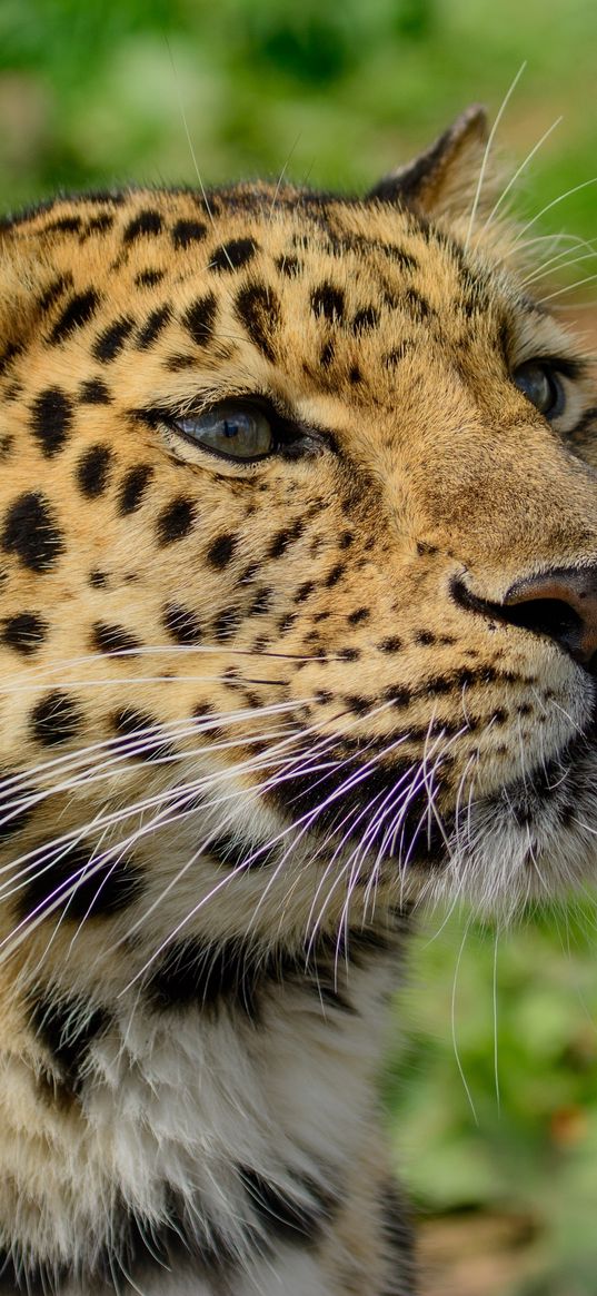 amur leopard, wild cat, muzzle, predator