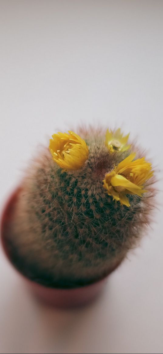 cactus, needles, flowers, thorns