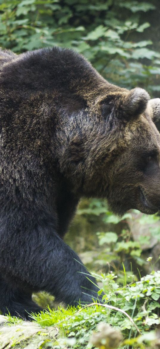 brown bear, bear, walk