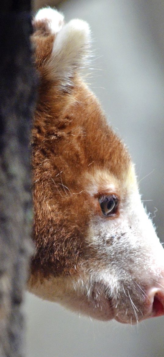 kangaroo, muzzle, wood, profile