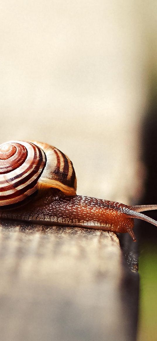 snail, shell, antennae