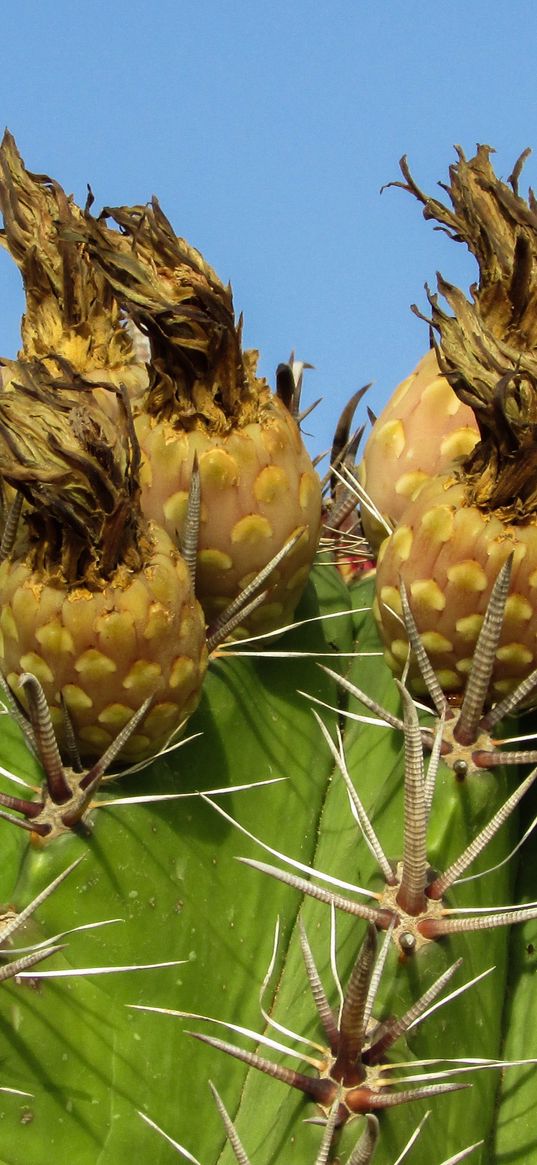 cactus, plant, cyprus, ayia napa