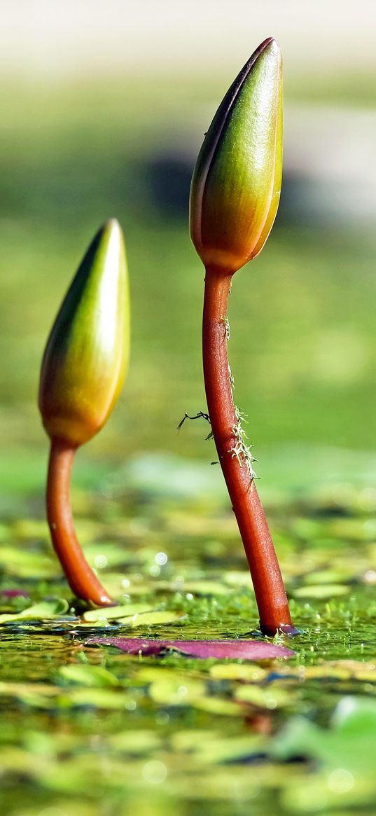 water lilies, plants, flowers