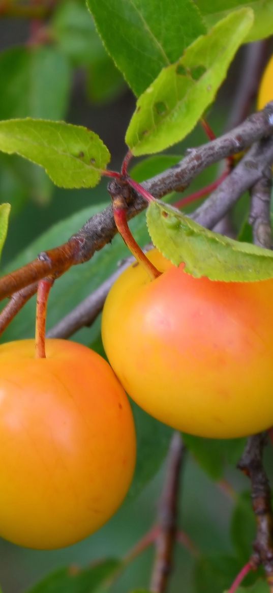 plum, branch, fruit, ripe