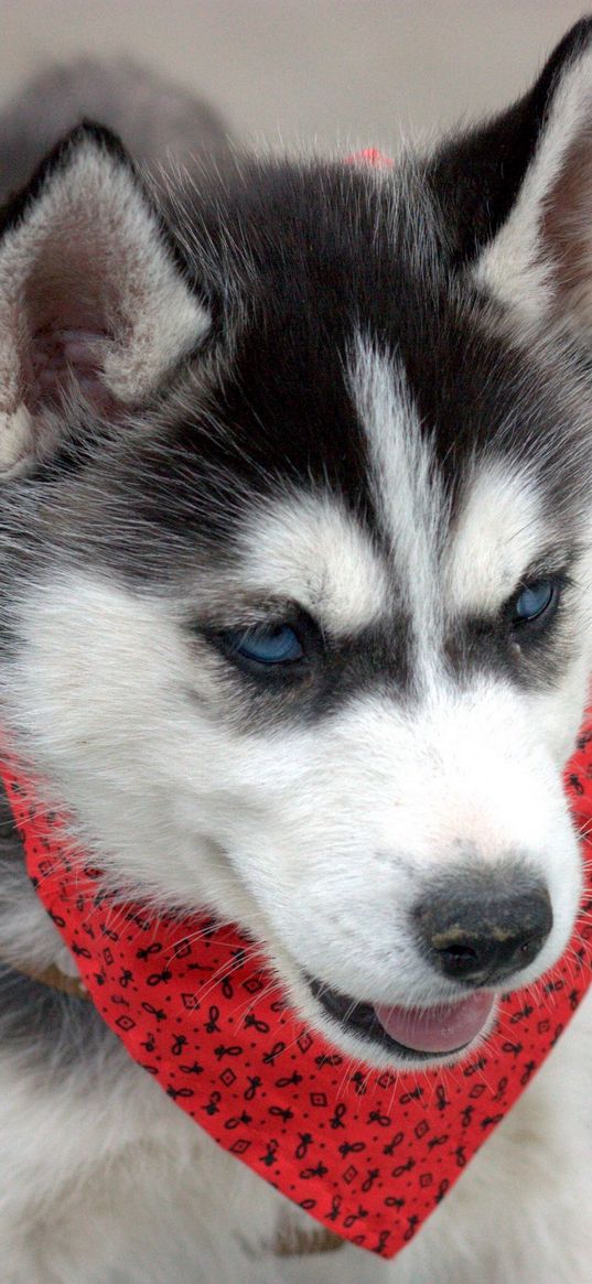 husky, puppy, dog, face, handkerchief