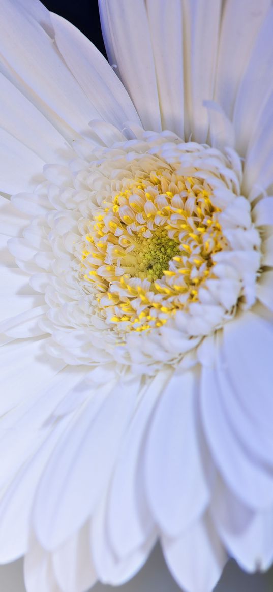 gerbera, flower, petals, white