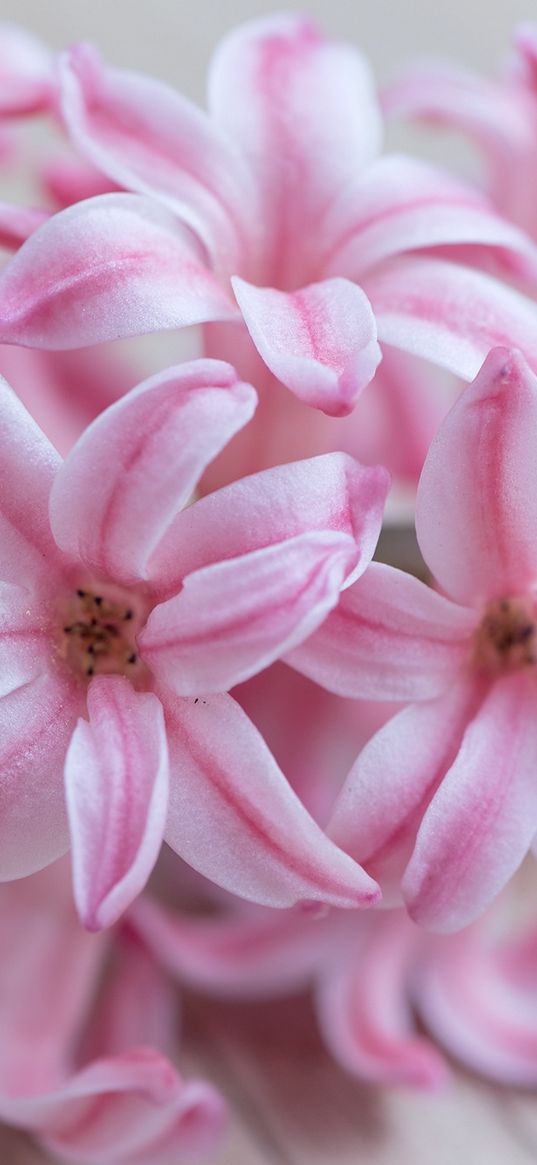 hyacinth, flowers, flower, striped