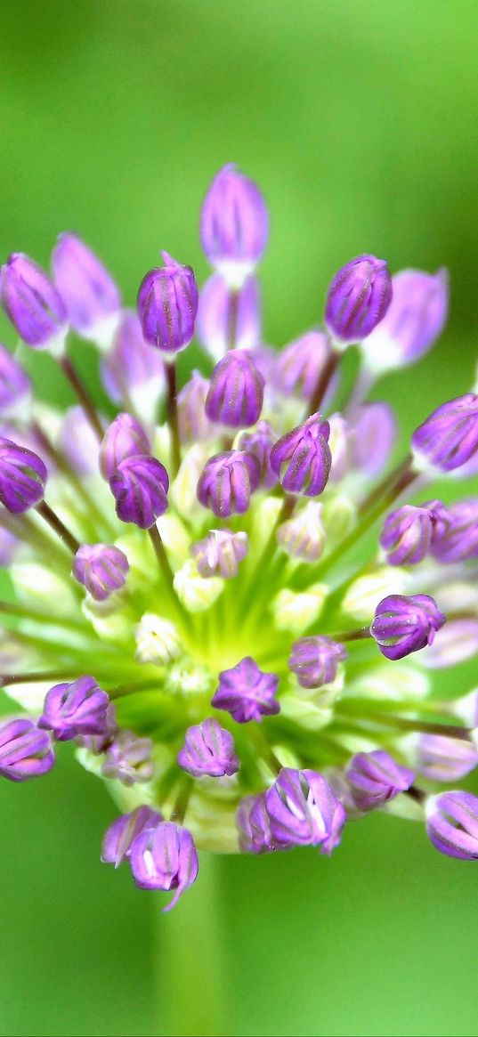 garlic, flowers, macro