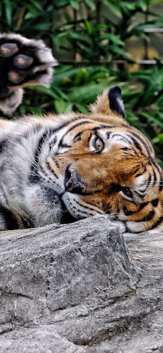 amur tiger, face, predator, paw