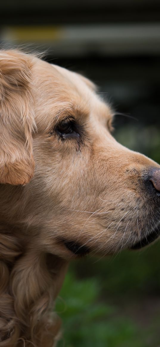 golden retriever, muzzle, eyes