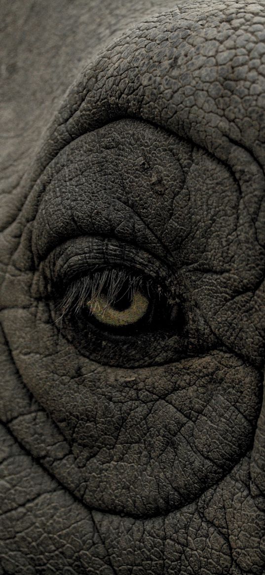 rhino, eye, wrinkles