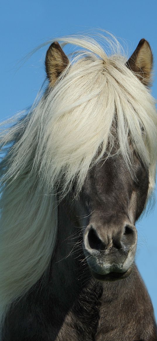 iceland horse, horse, mane, sky