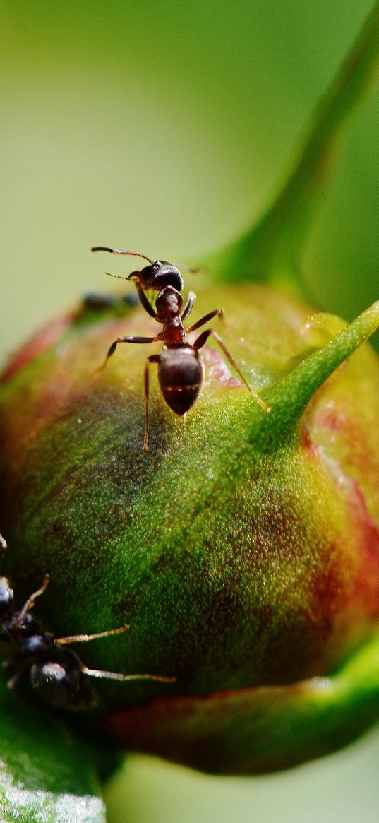 peony, ants, bud, insects