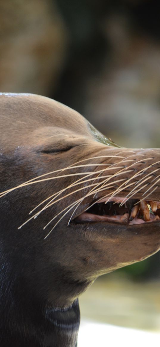 sea lion, emotions, face, wet