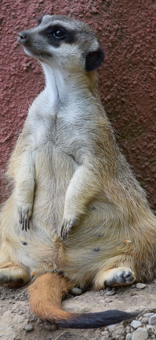 meerkat, sitting, cool