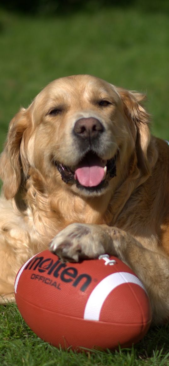 golden retriever, dog, ball, playful, lying, grass