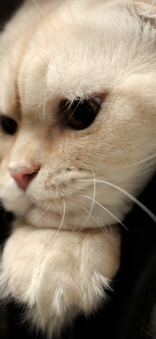 scottish fold, cat, face, fat