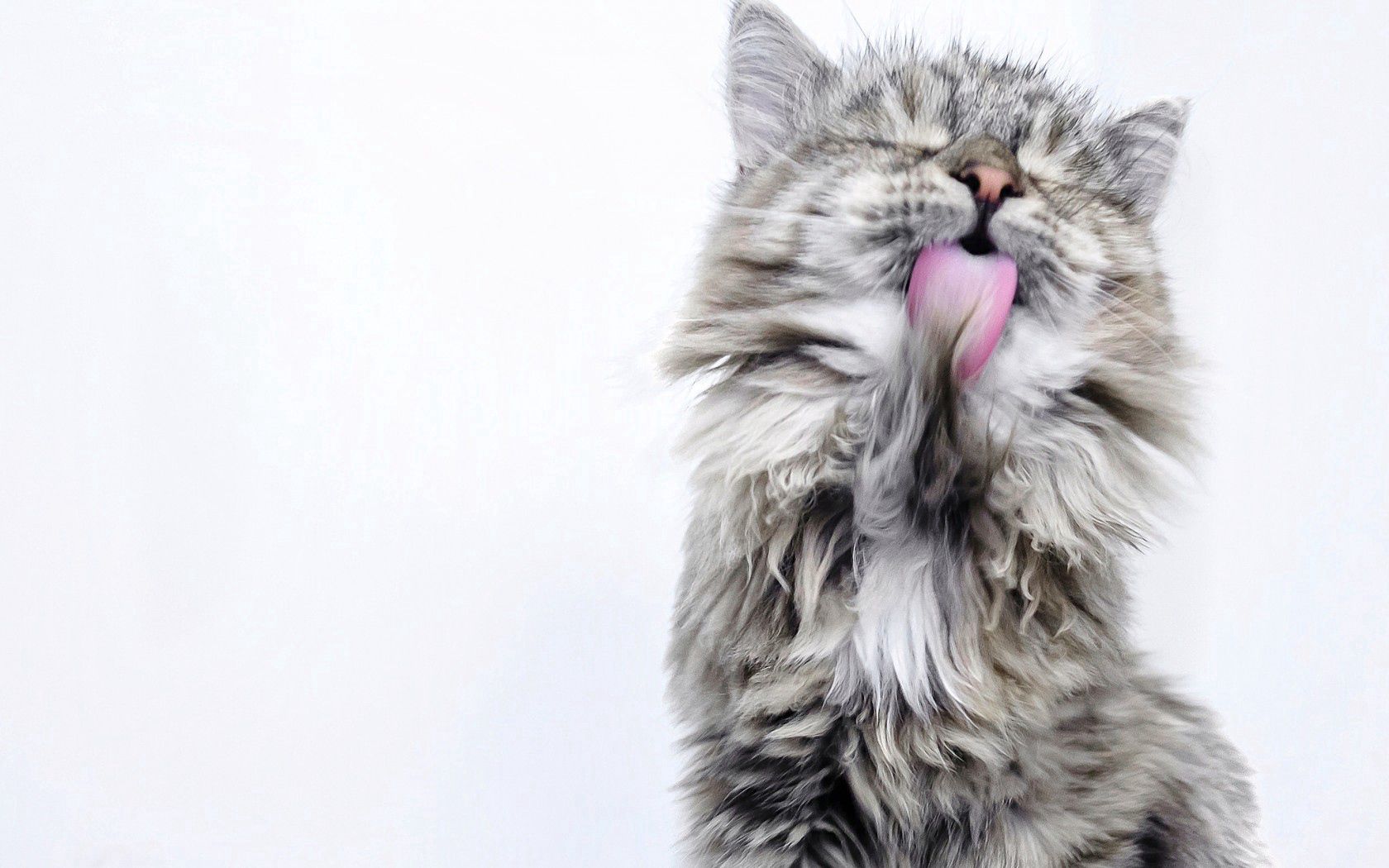 cat, lick, fluffy