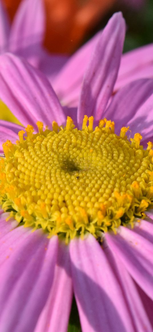 daisy, viola, flower, petals