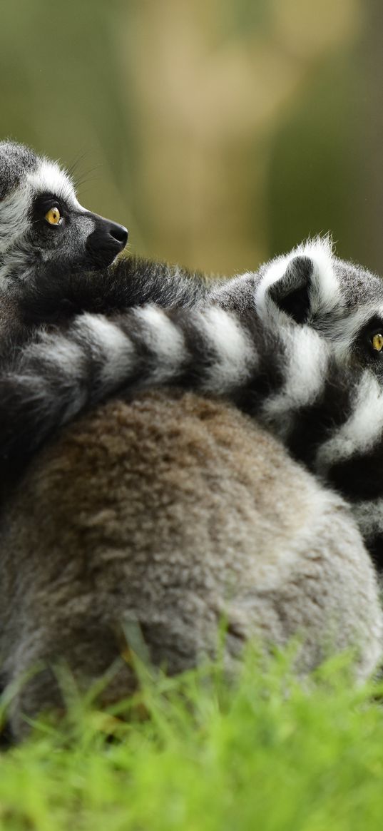 lemur, couple, hugging