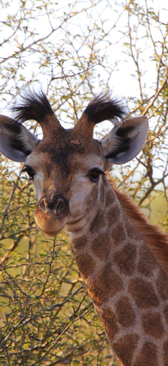 giraffe, ears, spotted