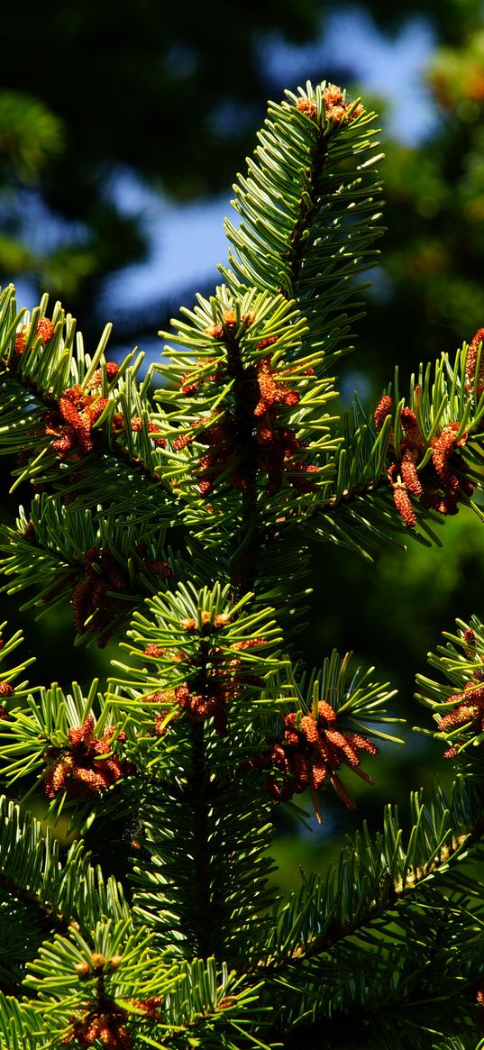 pine, pine needles, branches, thorns