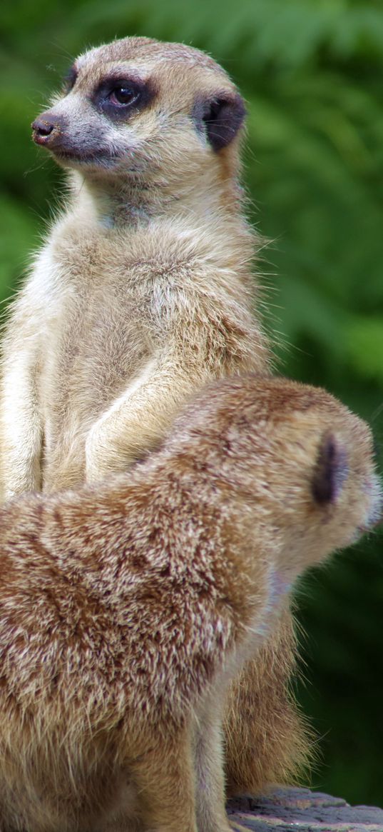 meerkats, couple, grass