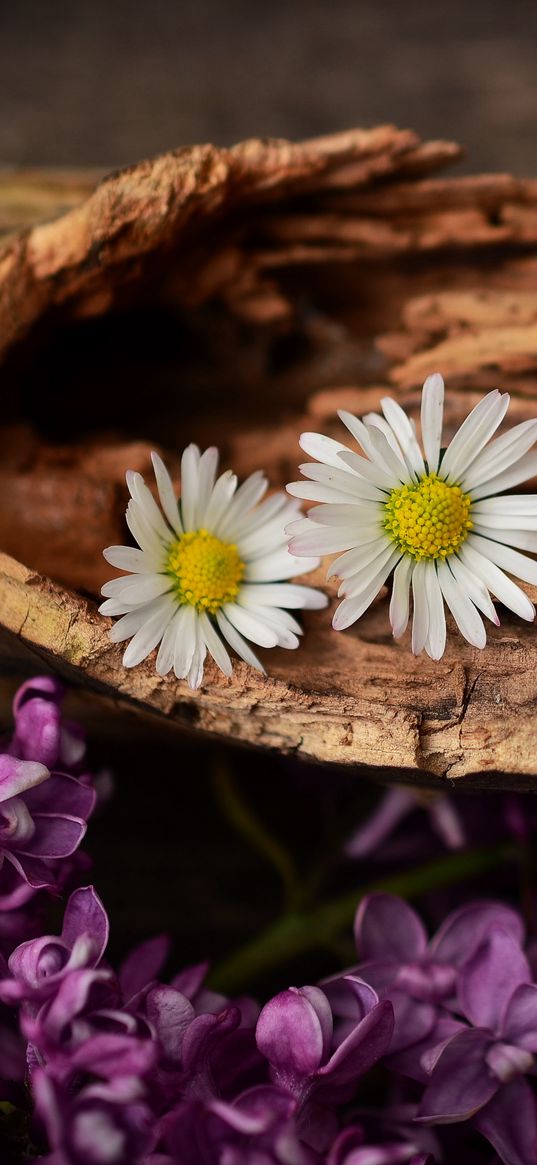 flowers, bark, lilacs, daisies