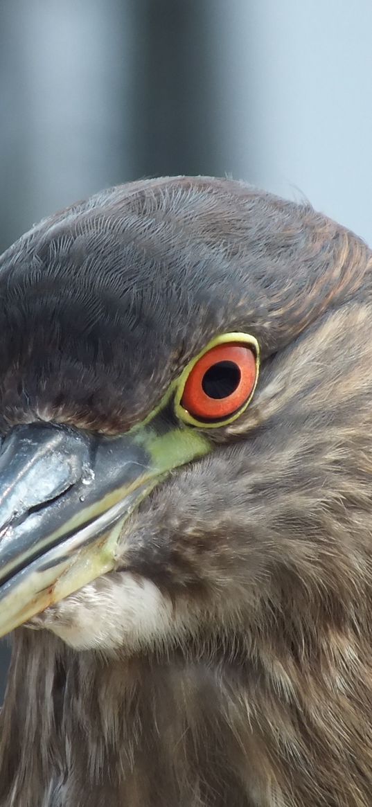 bird, pigeon, beak, eyes