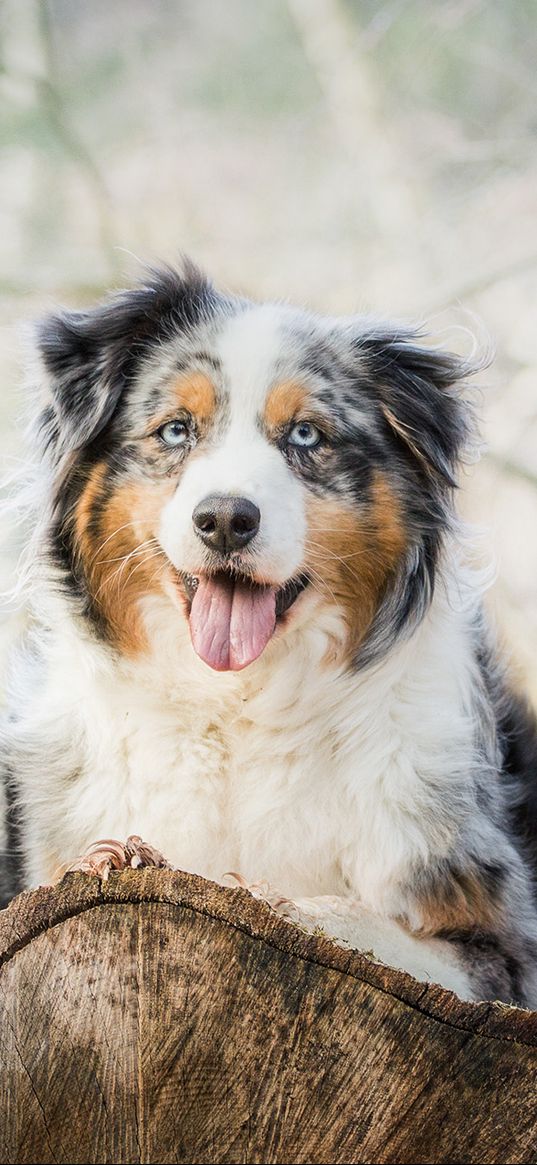 australian shepherd, aussie, dog, spotted, lying