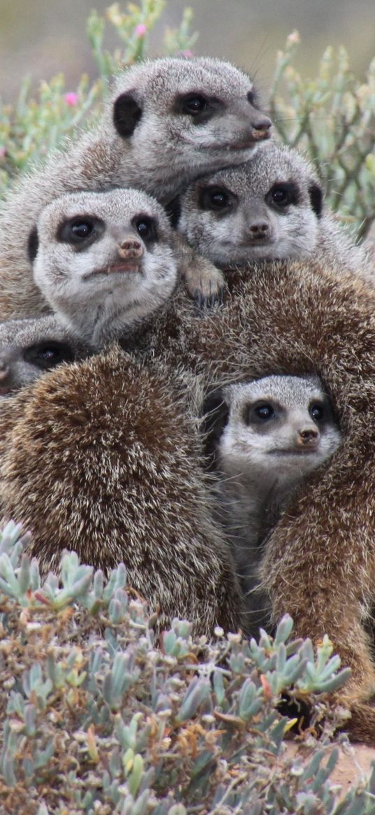 meerkats, much, pressed, animals