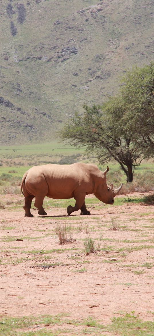 africa, rhino, trees, desert