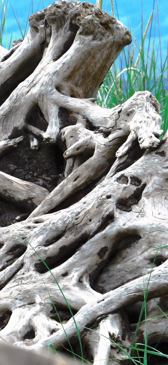 wood, old, roots, branches