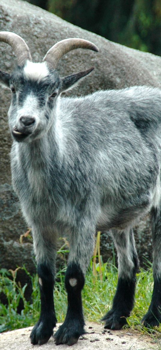 mountain goat, funny, rocks