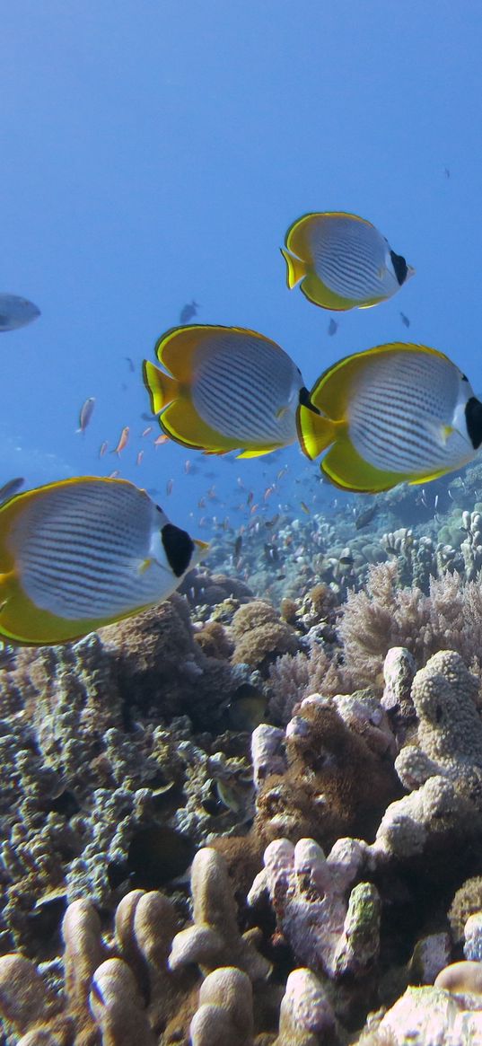 underwater, fish, butterflyfish panda, coral, reef