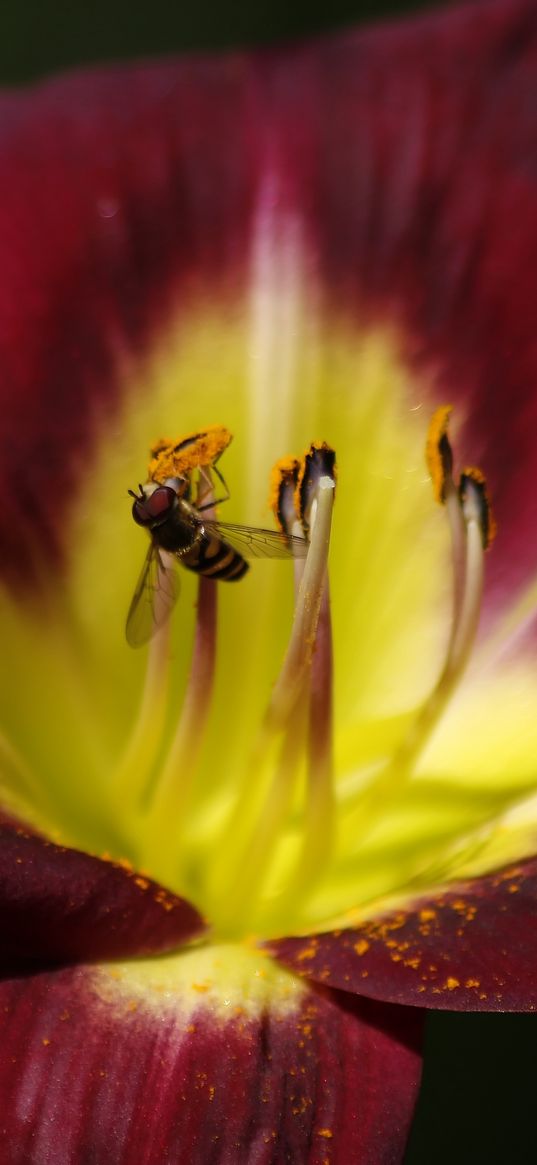 tulip, bee, pollination, petals