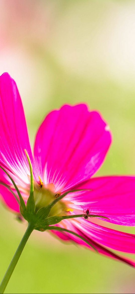 kosmeya, flower, petals, pink, blur