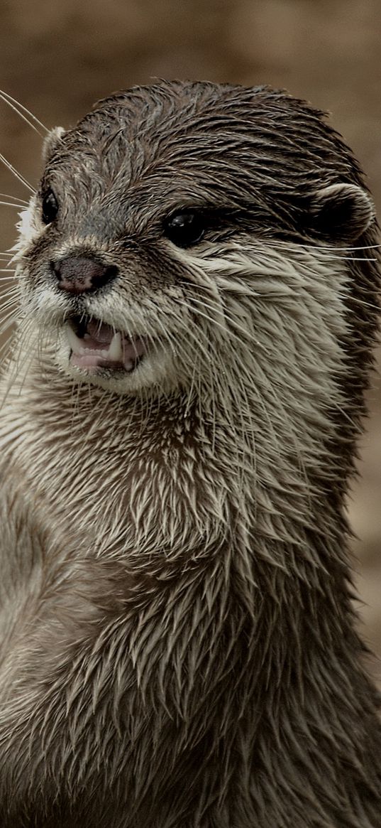 otter, face, wet, teeth