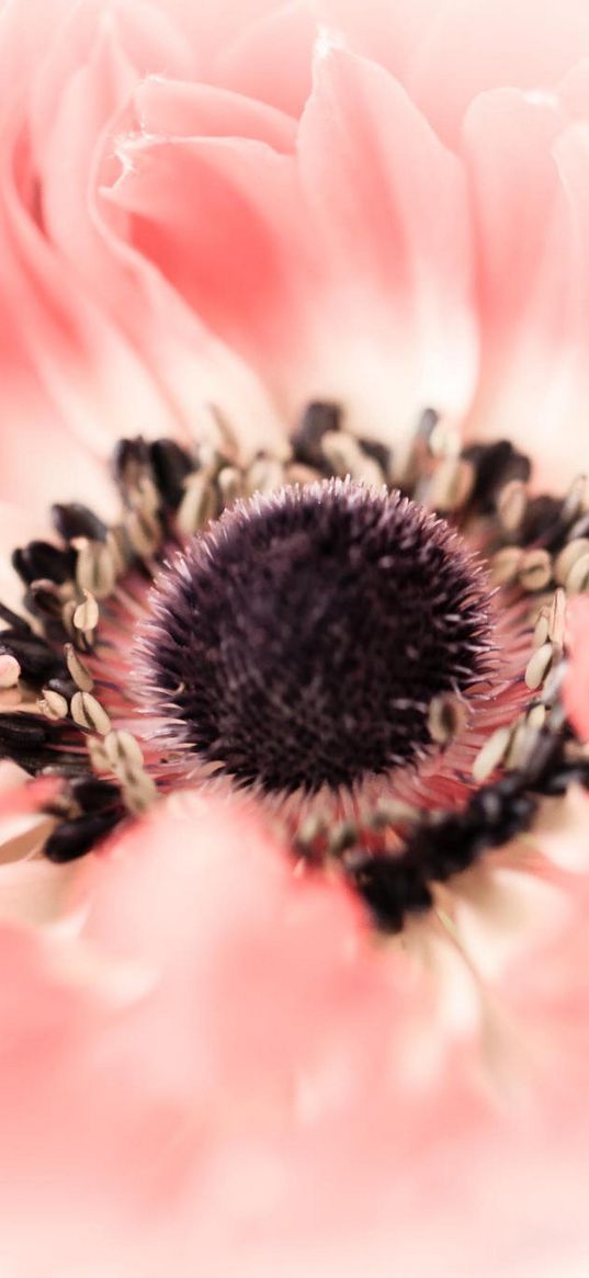 poppy, flower, petals, bud, close-up