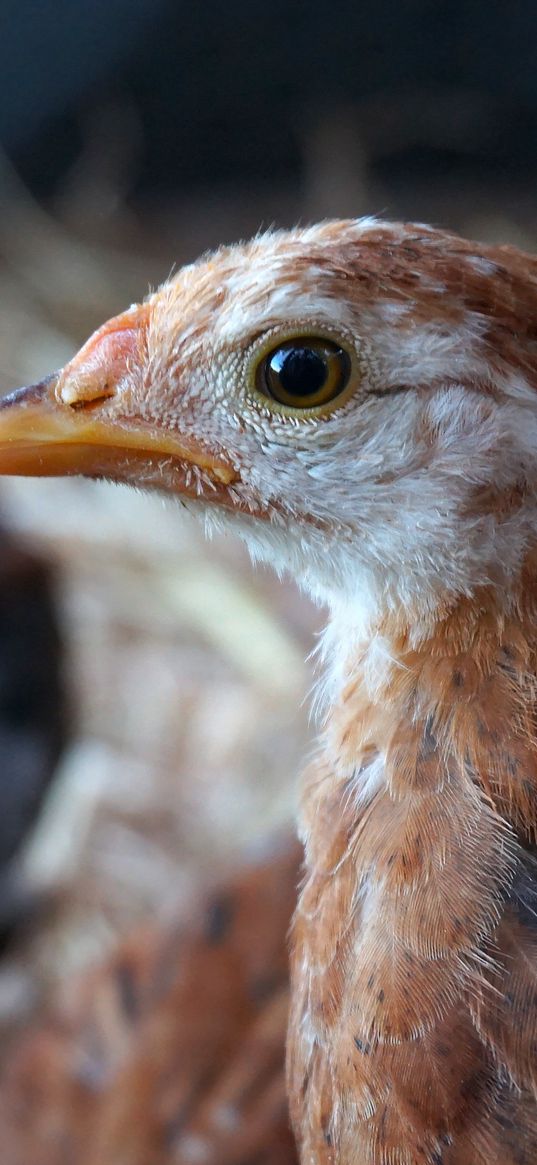 chicken, bird, beak, feathers