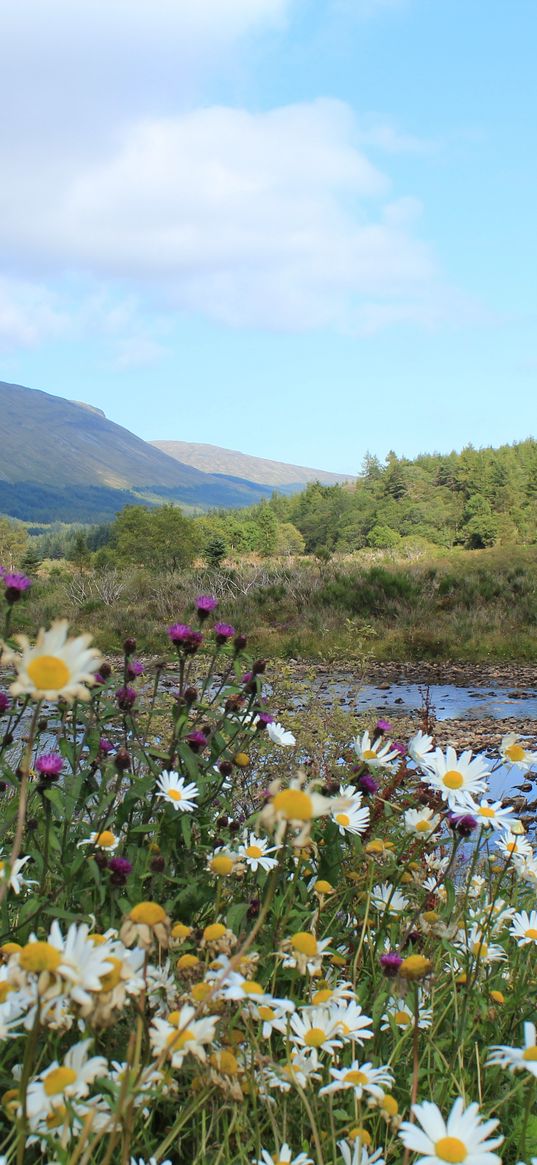 scotland, mountain, river, grass, daisies