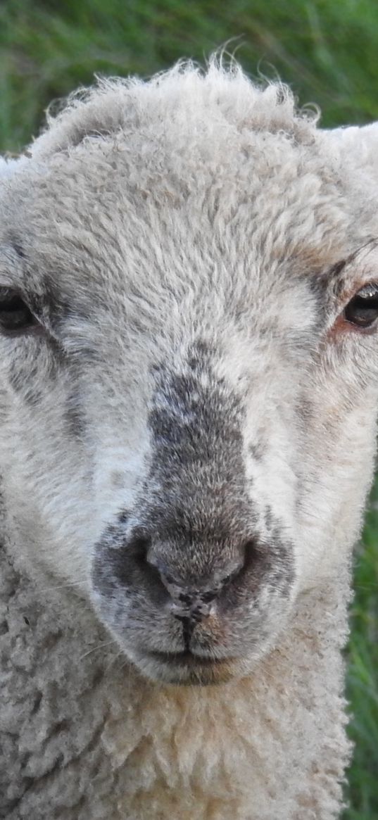 sheep, muzzle, curly