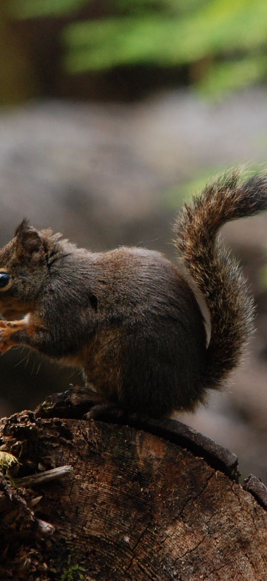 squirrel, tail, eating, fluffy